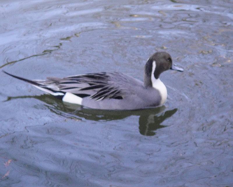 井の頭公園で野鳥観察会_f0059673_2238354.jpg