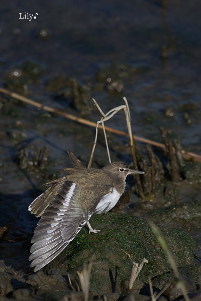 鳥天使 ＊ イソシギ_e0166574_2154593.jpg