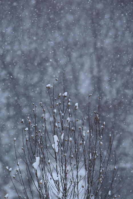 雪景色　　磐梯熱海～中山峠_e0143883_64140100.jpg