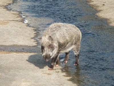 イノシシ君(o^o^o)_c0108693_22114724.jpg