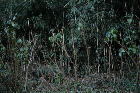 d0133693_2482310.jpg