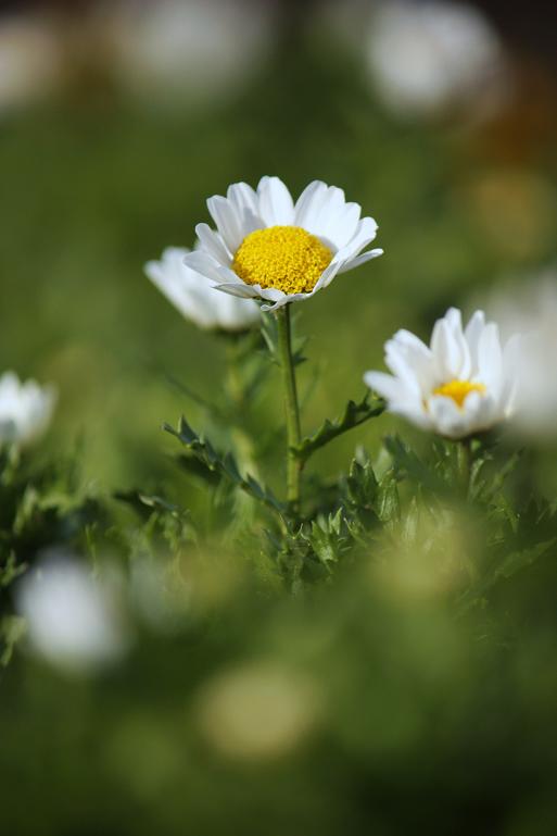 どんな時も誠実な花・・・≪　ノースポール　≫_a0140000_21255187.jpg