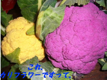 a0075802_2322910.jpg