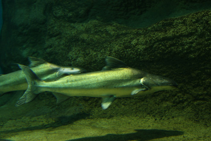 世界最大級の怪魚“ピライーバ”を求めて（ガイアナ共和国） – BRECOL