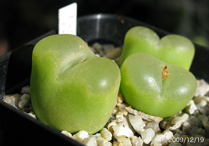 コノフィツム ヤンギー 白花品 youngii aff コノフィツム ヤンギー aff 白花品 - その他多肉植物低 価格