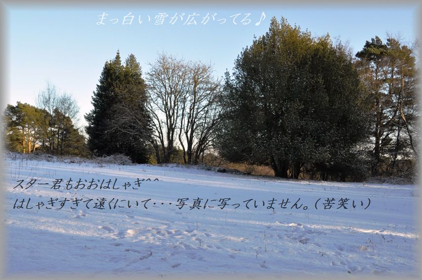 豚バラのセロリねぎ巻き~味噌バターソース~_d0104926_2573862.jpg