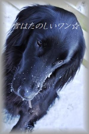豚バラのセロリねぎ巻き~味噌バターソース~_d0104926_323331.jpg
