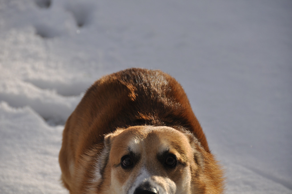 むーちゃんは雪が大好きだワン_c0214234_1561443.jpg