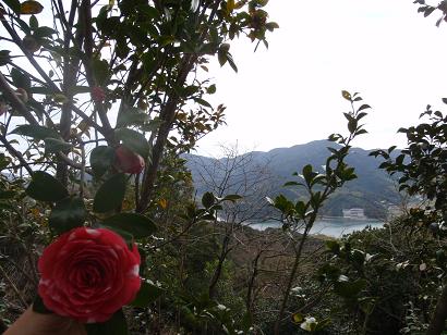 椿 椿自然園 阿南 とくしま応援プロジェクト 椿 椿自然園 阿南 とくしま応援プロジェクト