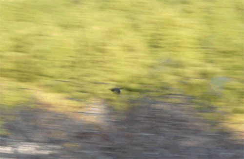a0056140_16232817.gif