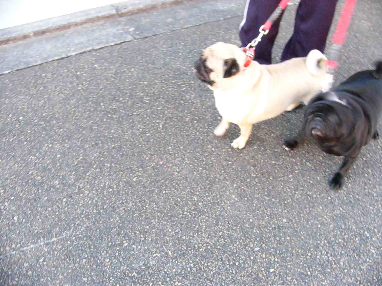 パグ仲間 古いバイク陸王と 犬 パグ仲間 古いバイク陸王と 犬