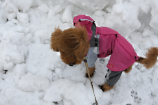 雪・雪・雪_f0094164_10365483.jpg