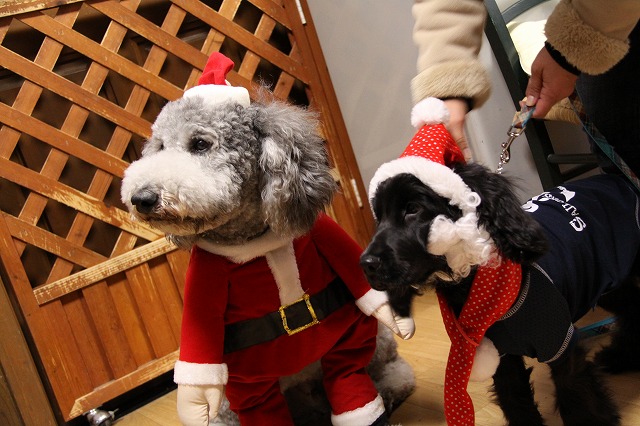 犬たちのクリスマス♪_d0116574_19552086.jpg