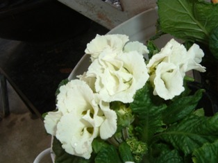 e0185787_2125130.jpg