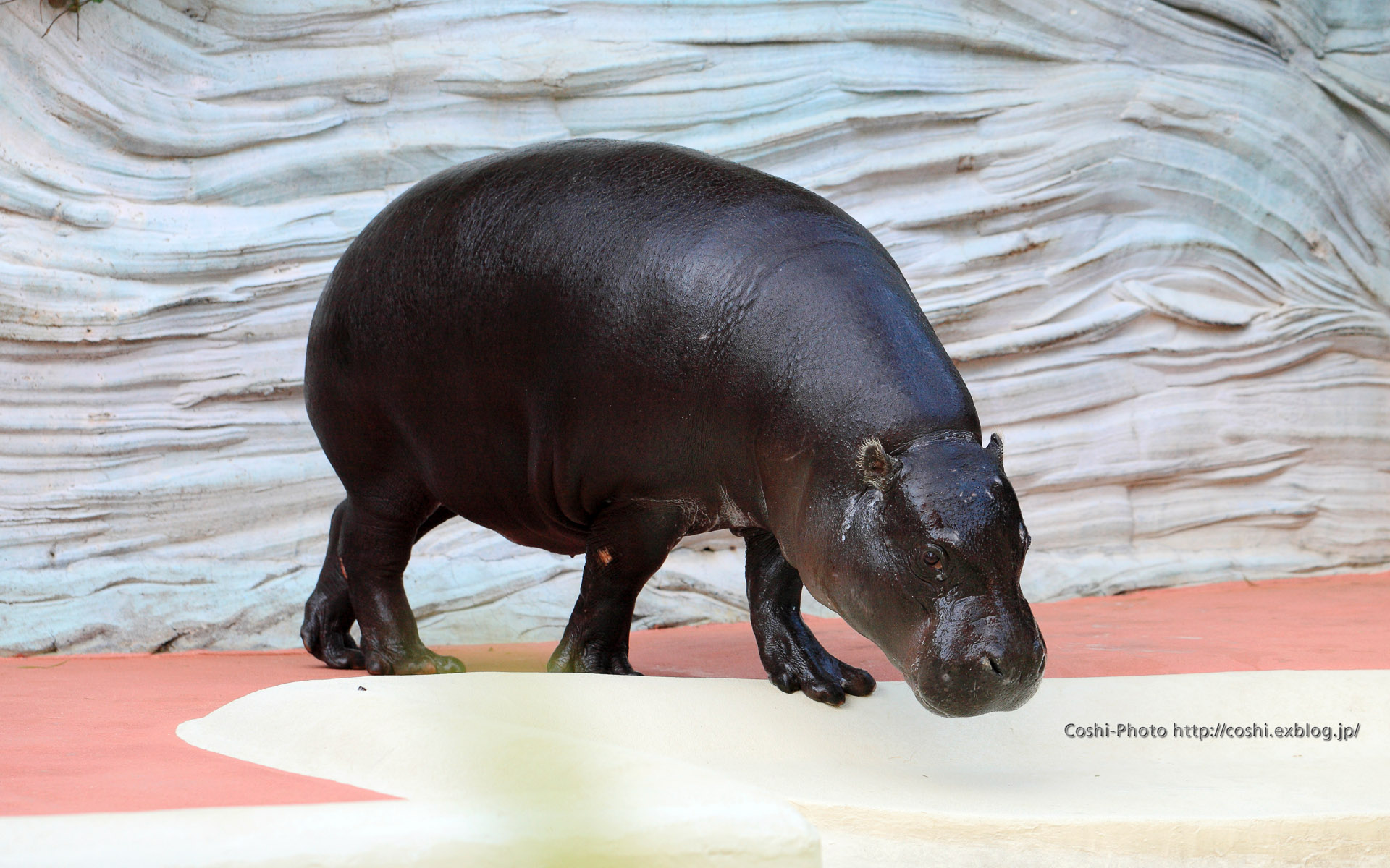 上野動物園 西園にて コビトカバの赤ちゃんとサイ Coshiのお気楽日常写真