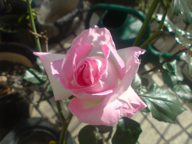 f0052603_2313485.jpg