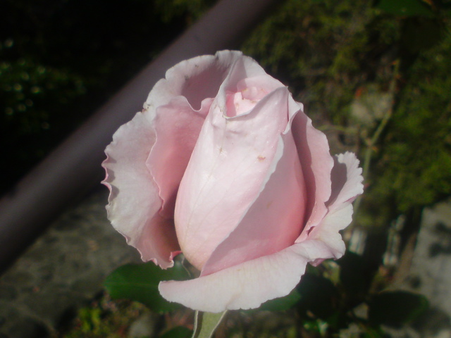 f0052603_2314551.jpg