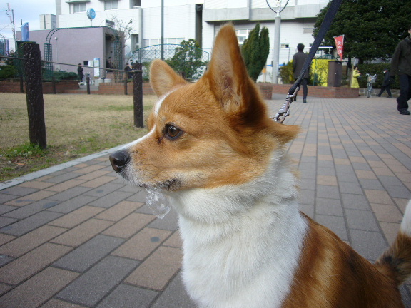 e0130008_1841710.jpg