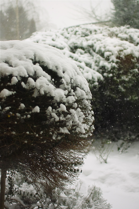 家の中でめでる雪_b0148617_231079.jpg