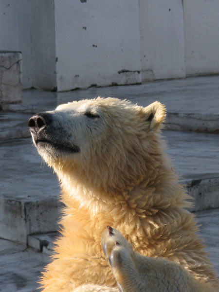 円山動物園で・・ _e0001123_13234922.jpg