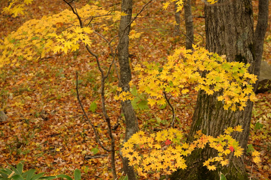 e0037126_162403.jpg