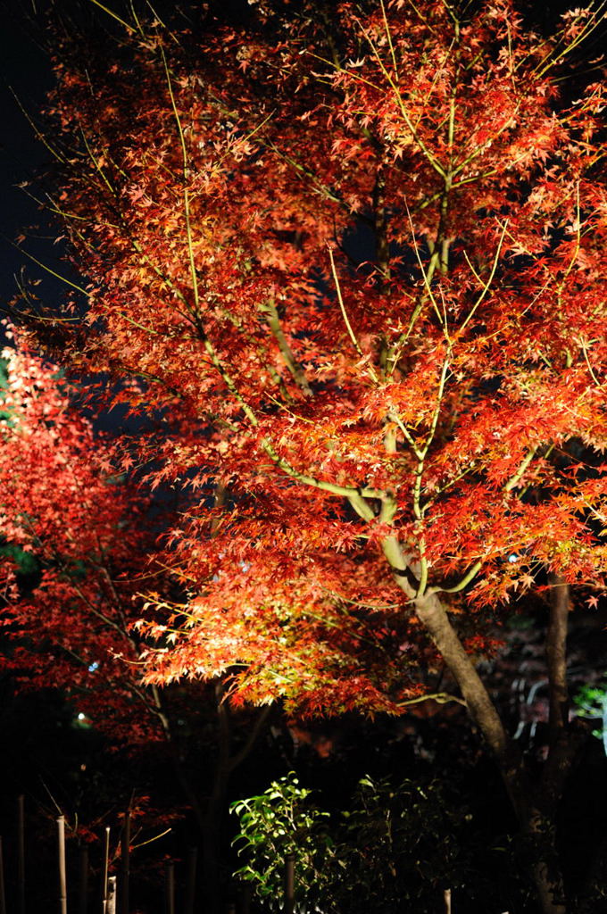 紅葉見納め　京都続編　高台寺ライトアップ_c0196531_23493033.jpg