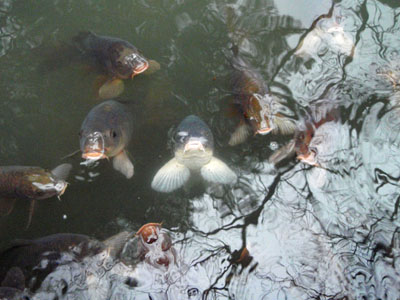 金の沢_b0102637_200811.jpg