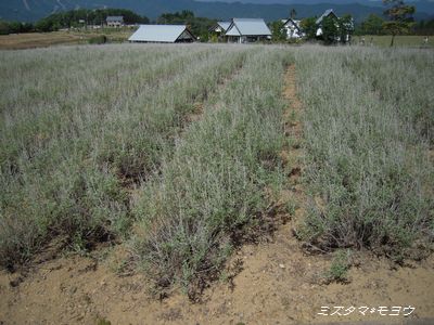 c0193639_14131950.jpg
