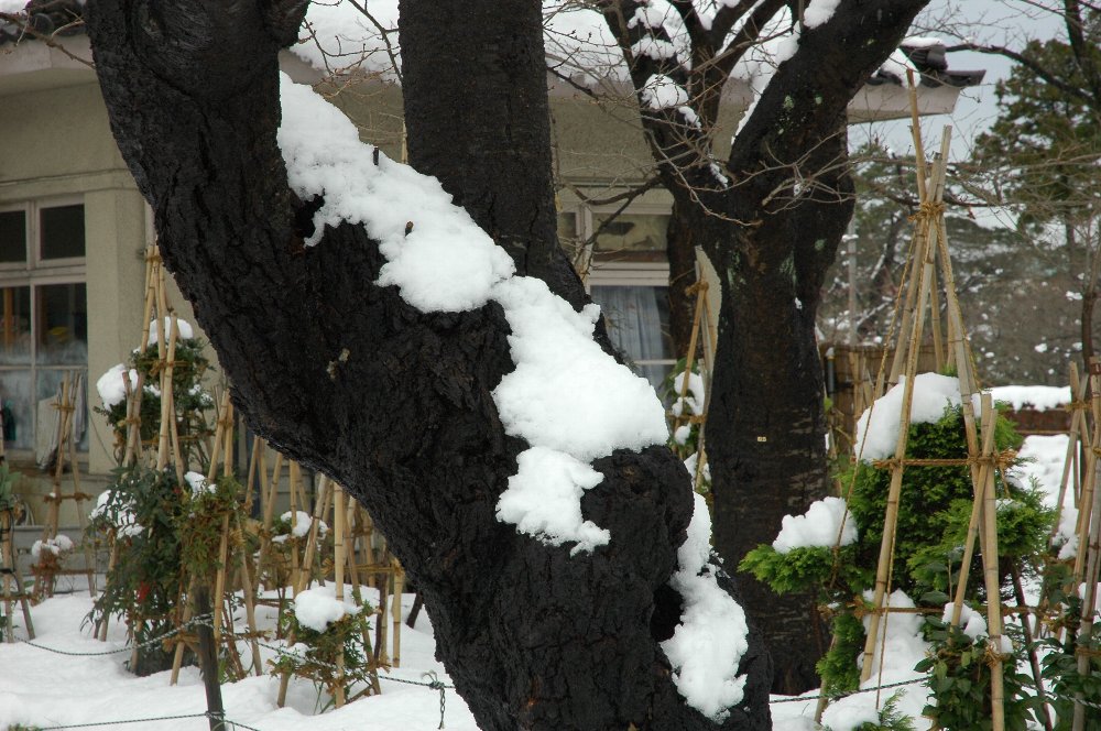 　　　　　　高田公園_f0134441_823264.jpg