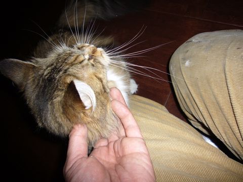 ボンちゃん_e0058443_017223.jpg