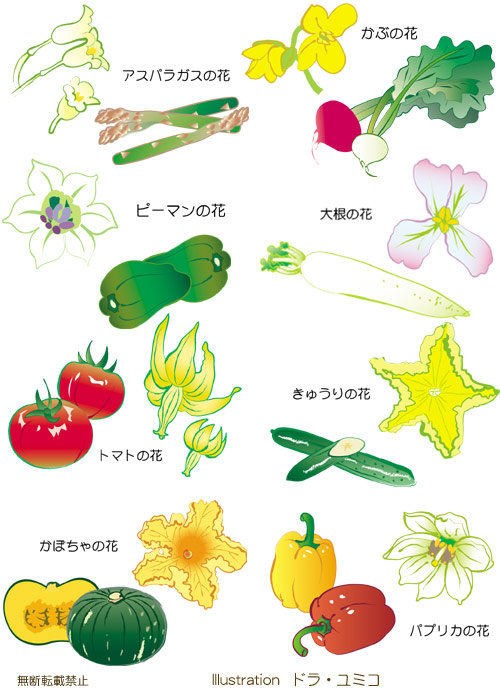 野菜と果物の花のイラスト ドラ ユミコのイラスト料理店