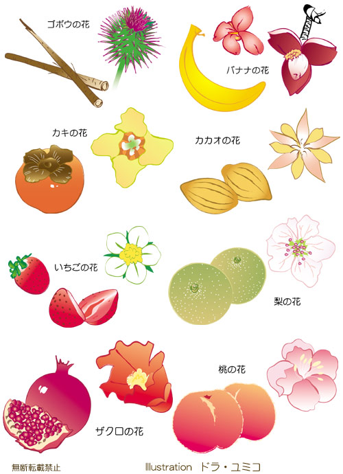 野菜と果物の花のイラスト ドラ ユミコのイラスト料理店