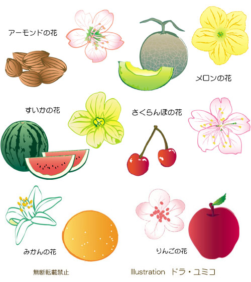 野菜と果物の花のイラスト ドラ ユミコのイラスト料理店