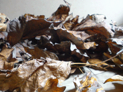 e0005548_2250449.gif