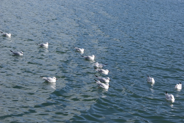 a0091666_1320410.jpg