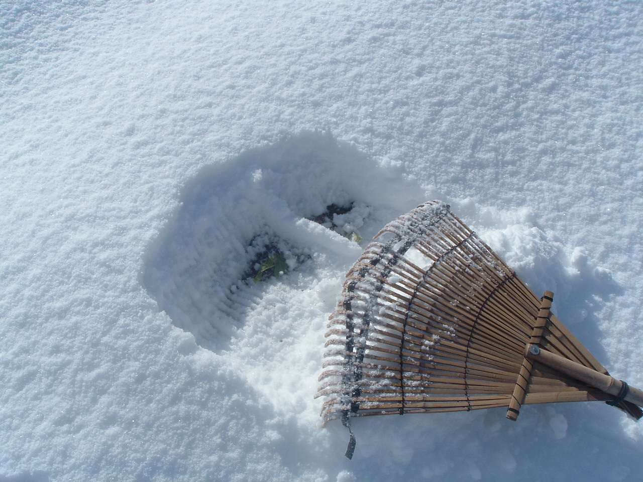 雪中辛み大根_c0171979_22521528.jpg