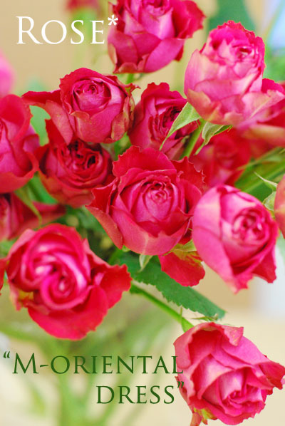 ROSE\"M-オリエンタルドレス\" フリフリ不思議レッドのバラの花_a0115684_1619873.jpg