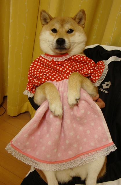 ハンドメイド_a0126590_531647.jpg