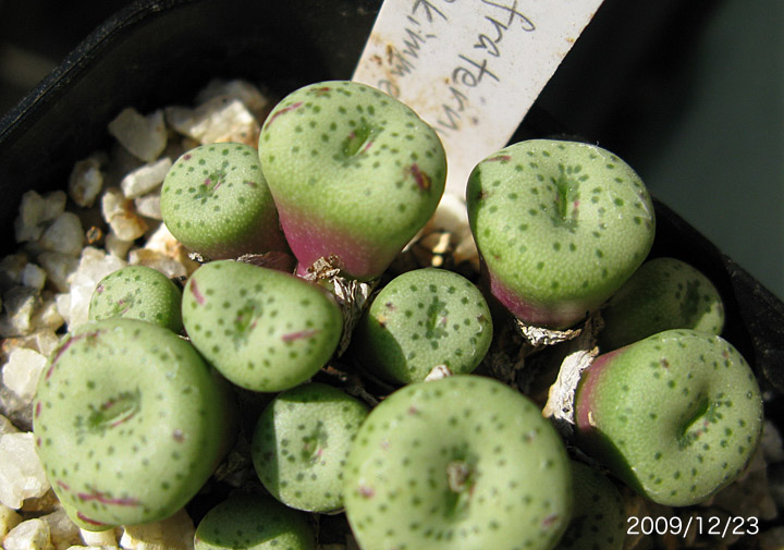 Conophytum fraternum_d0079818_20384741.jpg