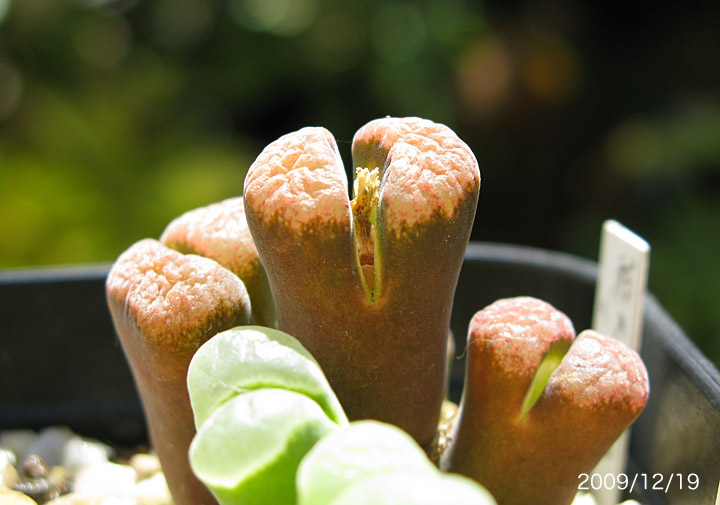 conocono's コノフィツム モノグラフ