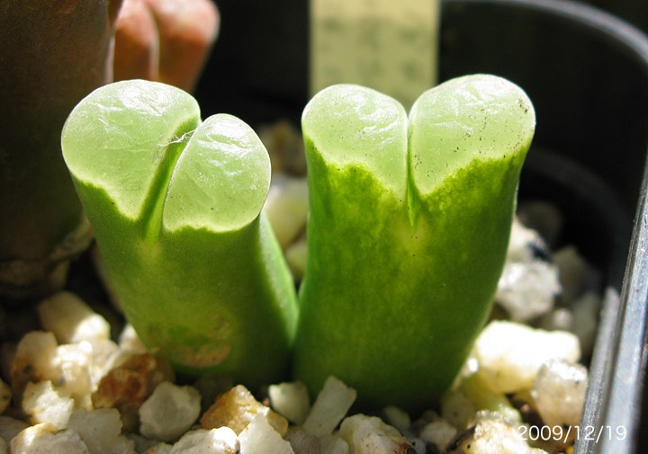 Conophytum pubescens_d0079818_2126735.jpg