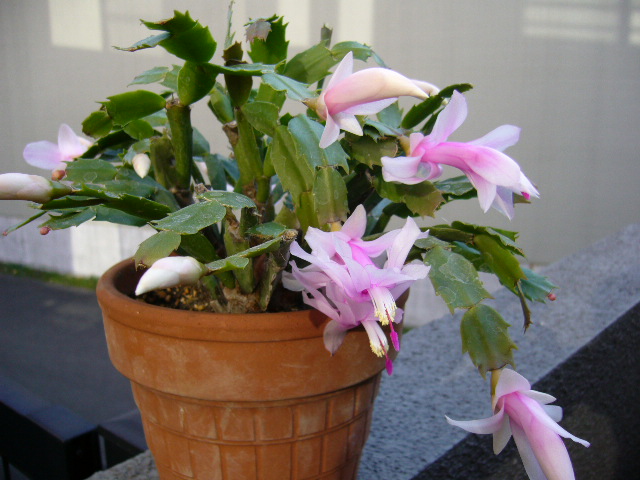 d0000324_1453881.jpg
