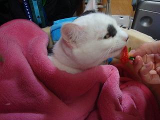 エルゴラッソ&ウメゴラッソ_b0000829_20344876.jpg