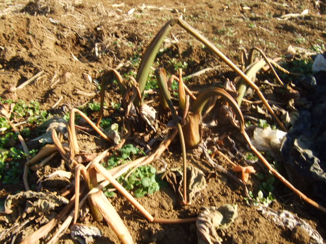 野菜畑に.....霜が降りました。_b0137932_1423870.jpg