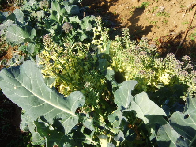 野菜畑に.....霜が降りました。_b0137932_1426244.jpg