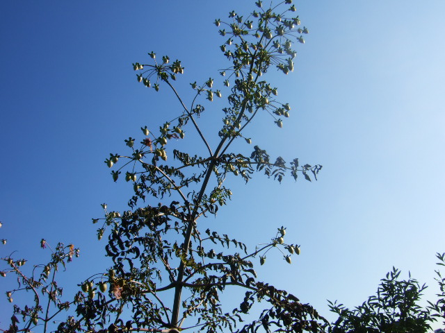 野菜畑に.....霜が降りました。_b0137932_142796.jpg