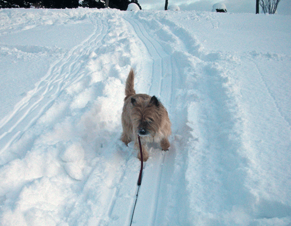 c0147548_2156190.gif