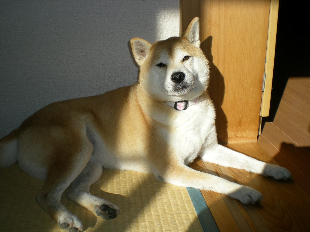 2009年12月23日(水)天皇誕生日!とクリスマス前々夜!_f0060461_1112713.jpg
