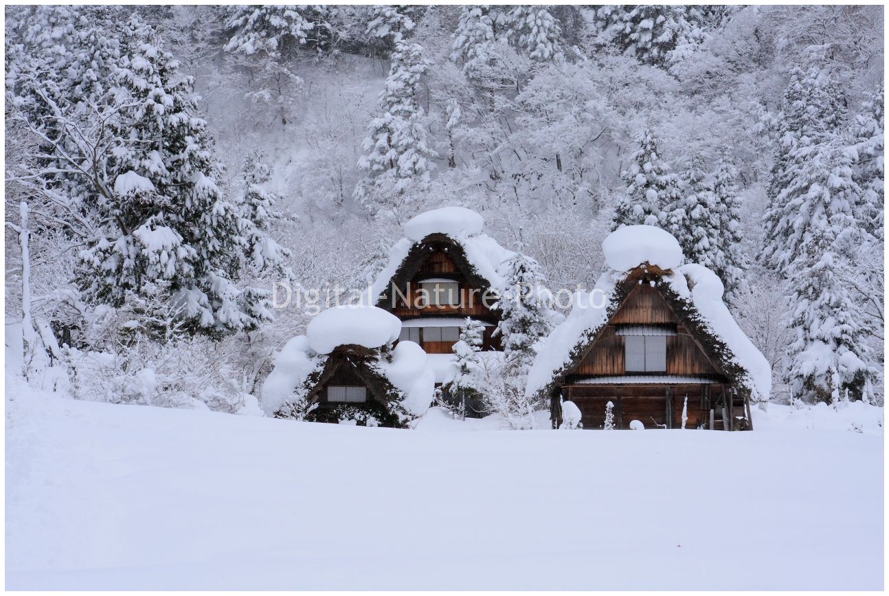 白川郷の冬Ⅲ_e0187264_913439.jpg