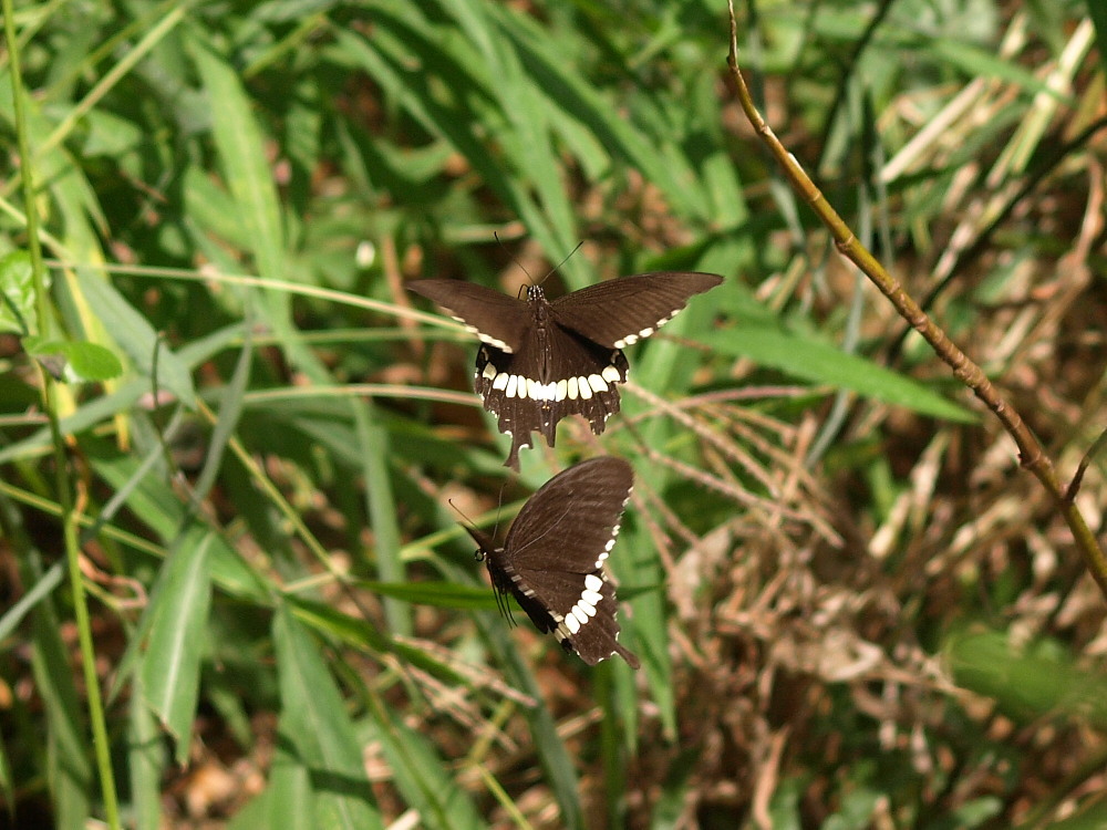 香港の蝶 その2☆アゲハチョウ科 日本との共通種も多く : 蝶鳥